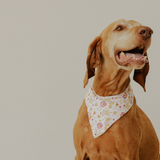 Paw-fect Match Bundle